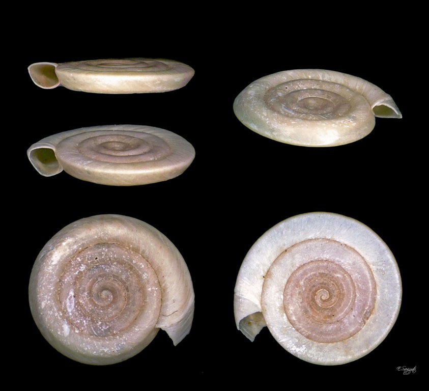 Anisus vortex систематика